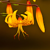 Farras's photo