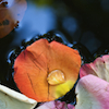 Farras's photo