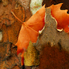 Farras's photo